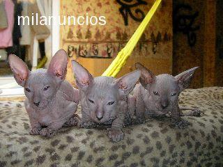 cachorros de gato spith ( gato sin pelo)