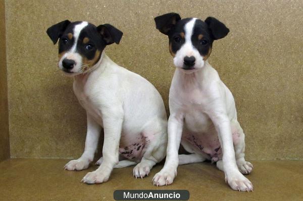 CACHORROS RATONERO BODEGUERO ANDALUZ 120€