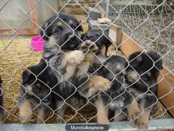 Camada Cachorros Pastor Aleman