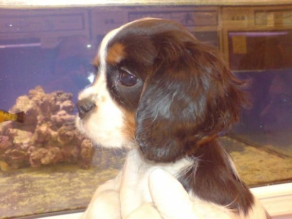 Cavalier King Charles Spaniel, perros, cachorros, criadero, venta.  El Cavalier King Charles Spaniel es un perro pequeño