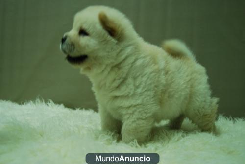 CHOW CHOW CACHORROS DE DOS MESES   BLANCOS Y ROJOS