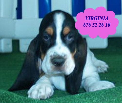 Magníficos Basset hound, muy buen precio