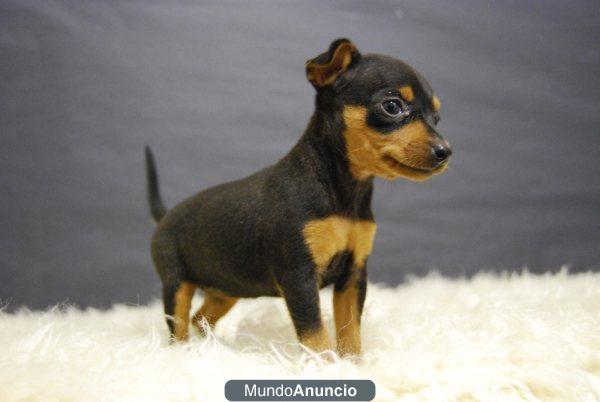 PINCHER MINIATURA EN MADRID, ROJOS Y NEGROS, ABRIMOS TODOS LOS DIAS DE LA SEMANA