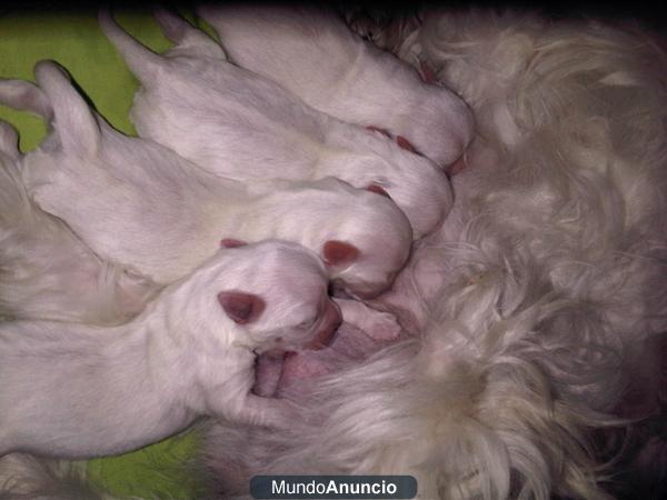 Se venden cachorritos de bichón maltés