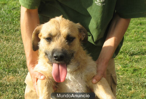 Adopta a Arena, simpática mestiza, Sevilla