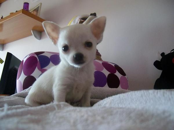 Cachorro chihuahua muy bonito