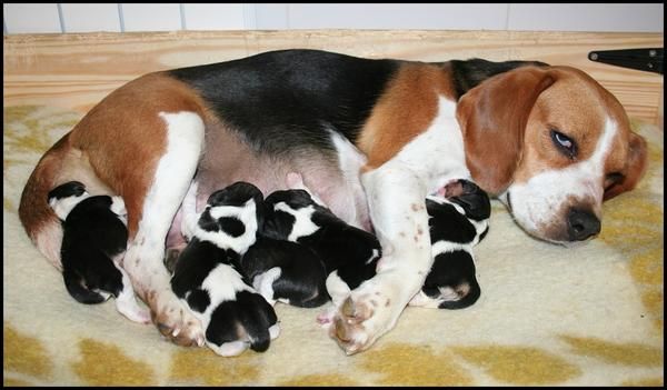 Cachorros beagle con pedigree (290 )