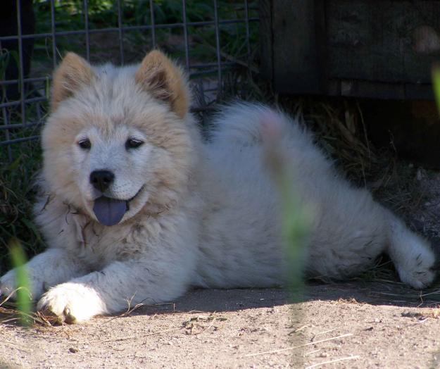 cachorros chow chow, crestados chinos