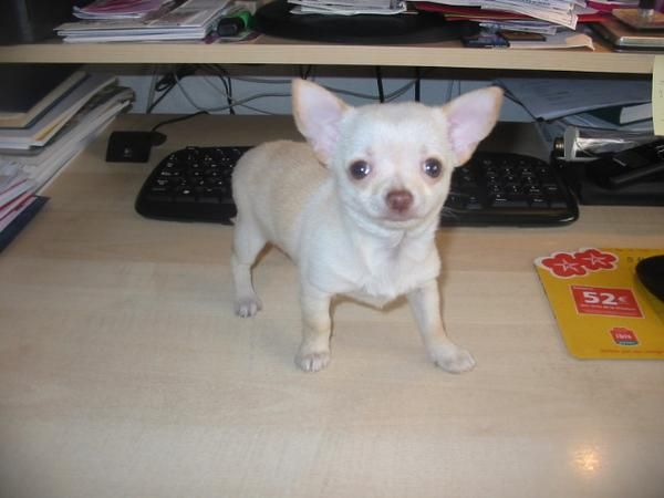 Chihuahua macho color blanco,cachorro,pedigree.Es el de la fotografía.