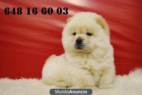 Chow Chow , cachorros de pura raza SOMOS CRIADORES¡