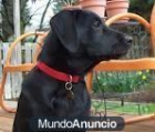 Regalo labrador macho de 7 meses color negro. - mejor precio | unprecio.es