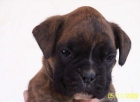 Vendo cachorras boxer pedigree - mejor precio | unprecio.es