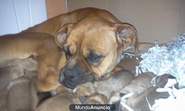 vendo cachorros boxer