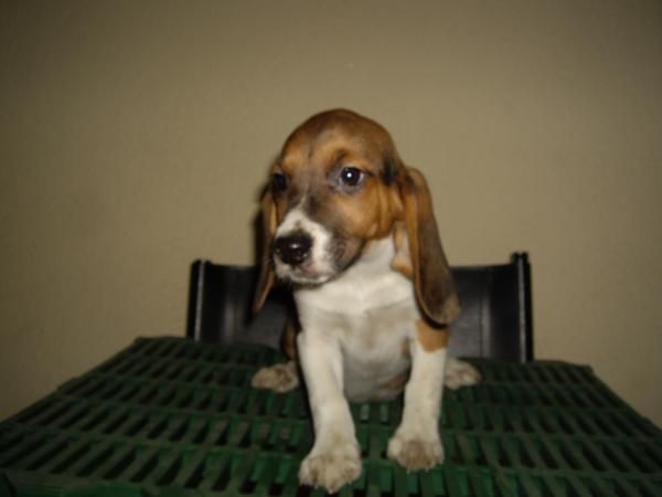 VENDO LA ULTIMA CACHRRITA DE BEAGLE TRICOLOR CON PEDIGREE A 200 .