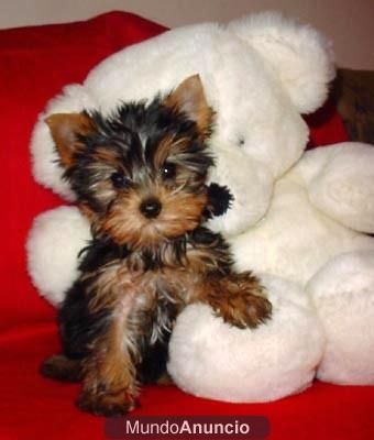 YORKSHIRE TERRIER 300 EUROS