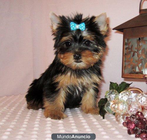 YORKSHIRE TERRIER DE LINEAS FRANCESAS