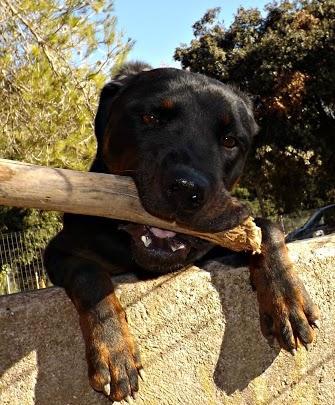 Rottweiler muy cariñoso busca una família