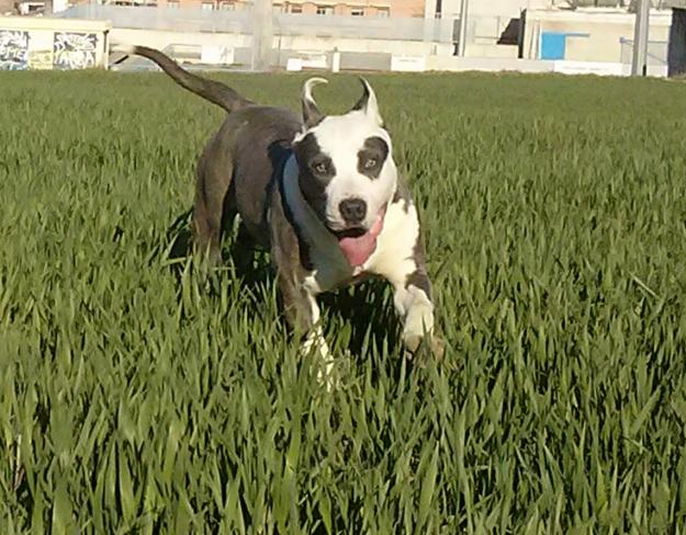 American staffordshire terrier