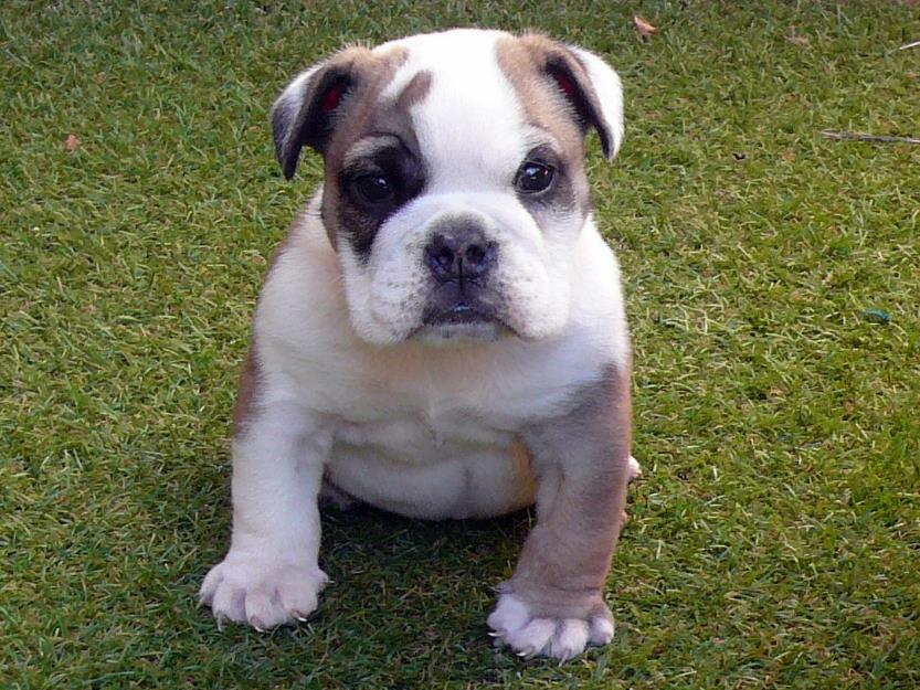 Cachorrita bulldog ingles de calidad