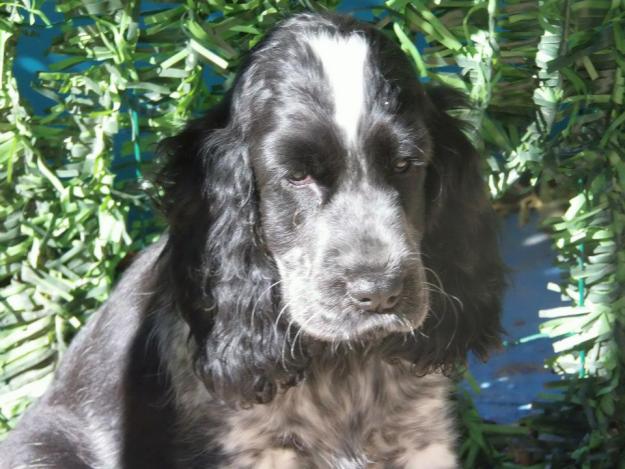 Cachorro Cocker Spaniel