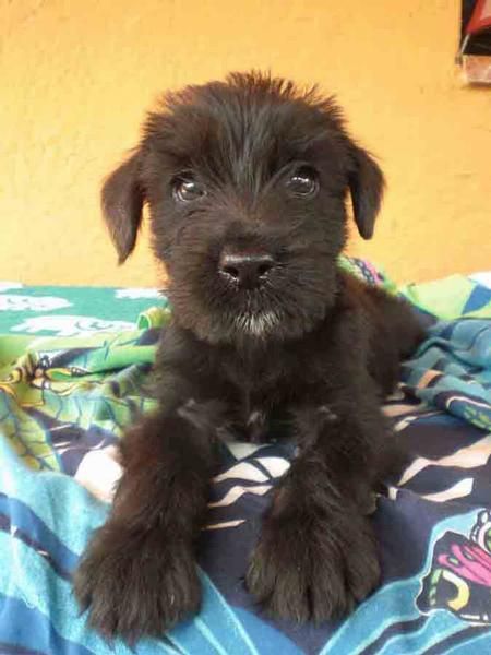 Cachorros Schnauzer mediano negro de Manso Pelegrí