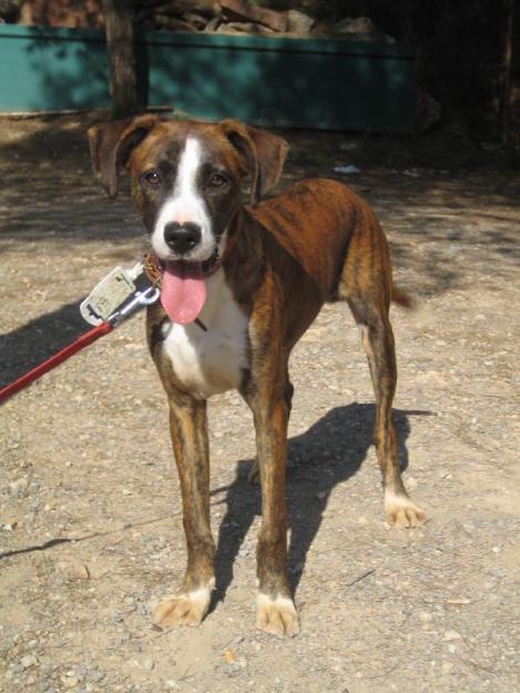 Cruces de boxer muy jovencitos en adopcion