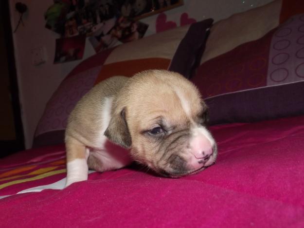 se vende ultima cachorrita de AMERICAN STANFORD!