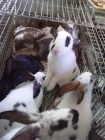 Vendo conejos baratos - mejor precio | unprecio.es