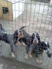 VENTA DE PERROS DE RASTRO EN ASTURIAS - mejor precio | unprecio.es