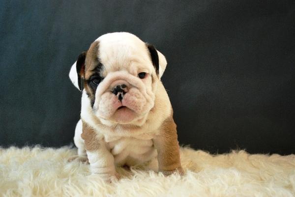 Bulldog ingleses excelentes lineas de cachorros con 2 meses