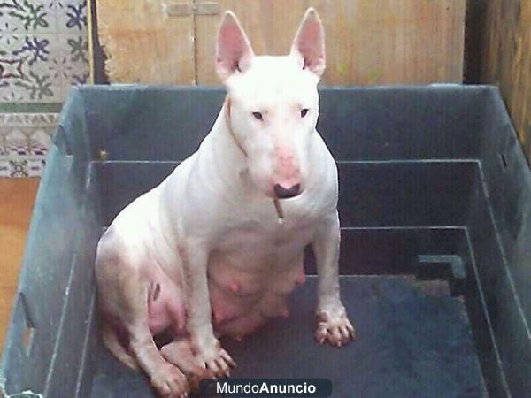 bullterrier