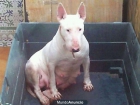 bullterrier - mejor precio | unprecio.es