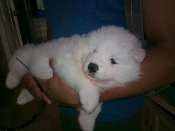 CACHORRITOS DE SAMOYEDO