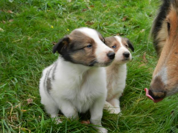 cachorros collie