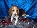 Cachorros de Beagle Tricolores *450 * con pedigrí