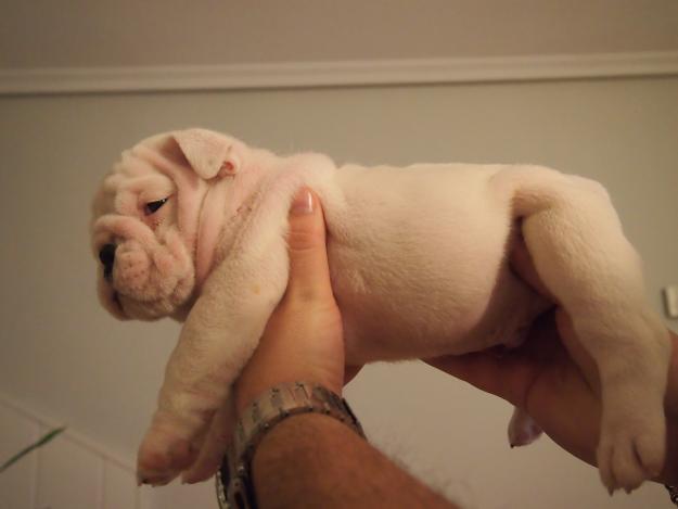 Cachorros de Bulldog Ingles  inscritos en Loe