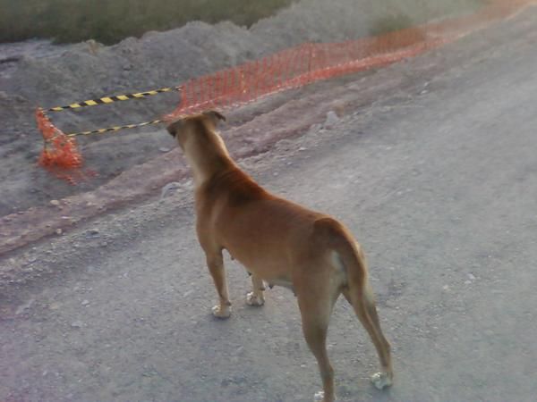 Exlente camada de presa canario