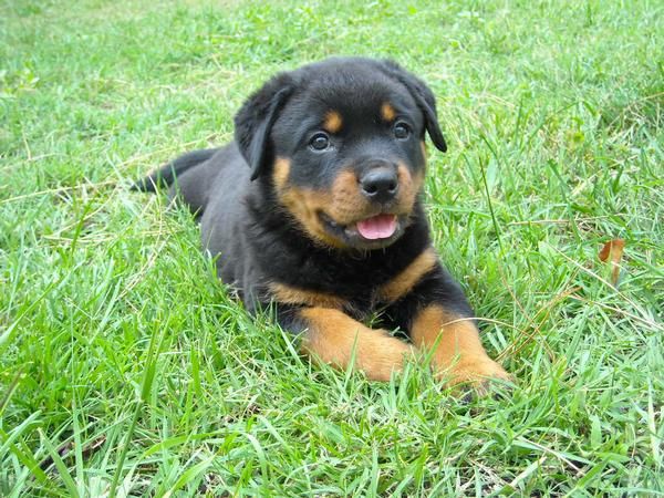 Rottweiler camada impresionante. Precio 400 euros