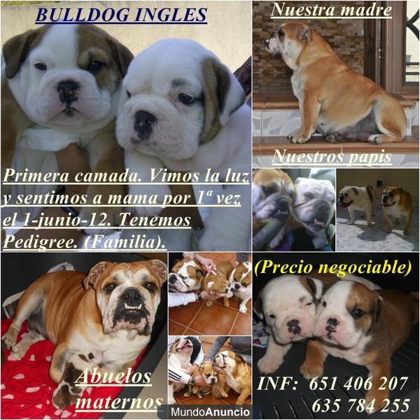 Se venden bulldog ingles. Primera camada