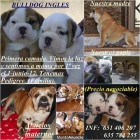 Se venden bulldog ingles. Primera camada - mejor precio | unprecio.es