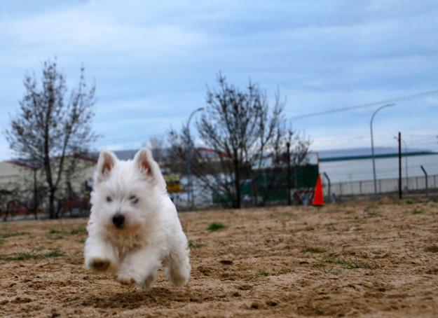 Westy , West Highland white terrier Entregamos nuestros cachorros garantizados por escrito