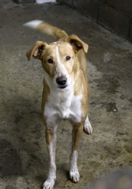 Ansara, cruce galgo-podenco en adopción - Arca Noe Cordoba‏