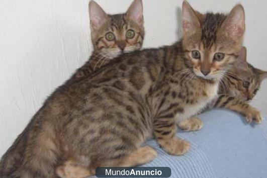 BENGALA GATITOS PARA LA VENTA