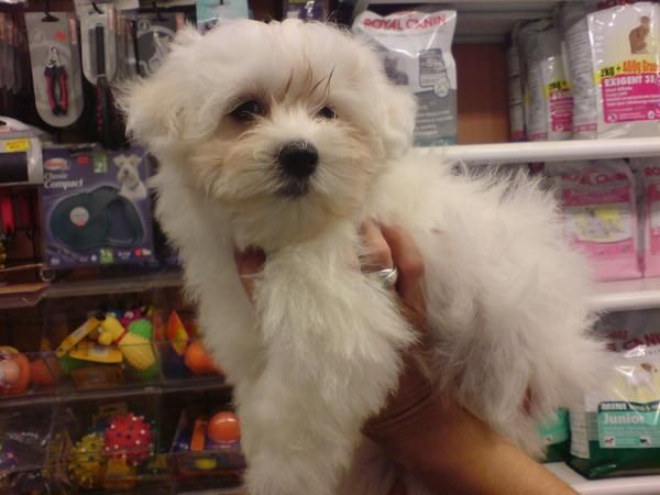 BICHON MALTES EN VENTA CACHORROS