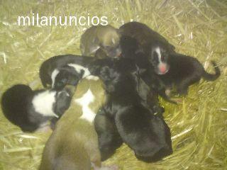 Cachorros buscan familias responsables