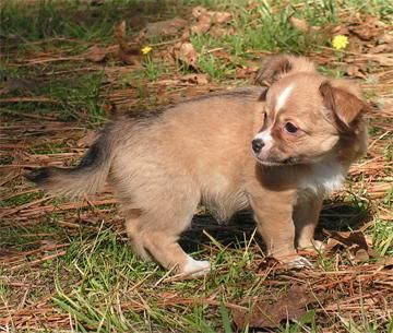 Extraordinario Chihuahua de Bolsillo