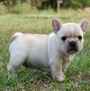 Fotos de económicos cachorros bulldog francés