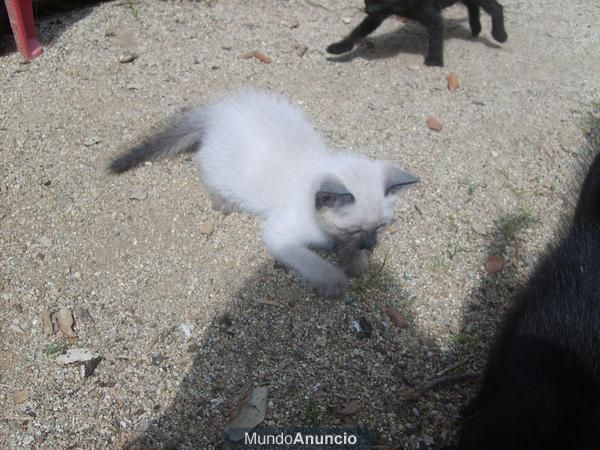 Gatitos 1-2 meses en adopción