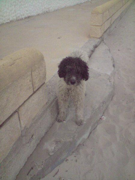 Perro de agua abandonado en Algeciras