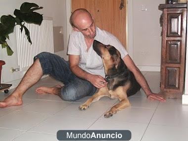 se cuidan perros madrid